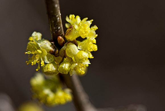 Spring Bloom