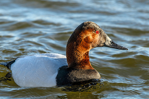 Canvasback Duck