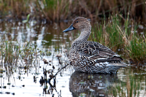 Female Pintail Duck