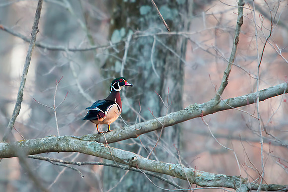 Male Wood Duck