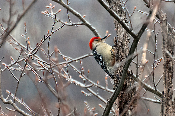 Red Bellied Woodpecker