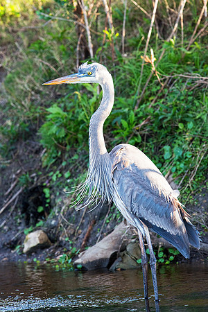 Great Blue Heron on Paynes Prairie at Sunset