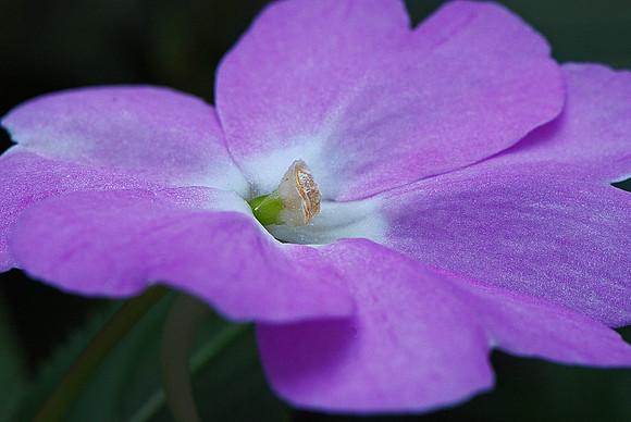 Begonia