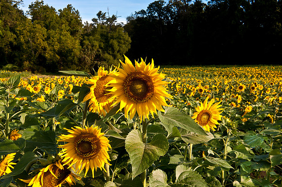 Field of Sunflowers