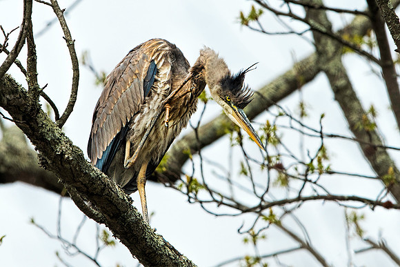 Great Blue Heron Scratching