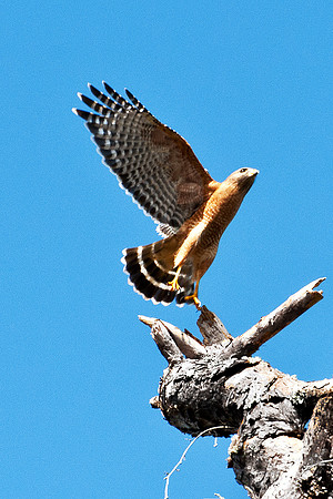 Red Shoulder Hawk Taking Off