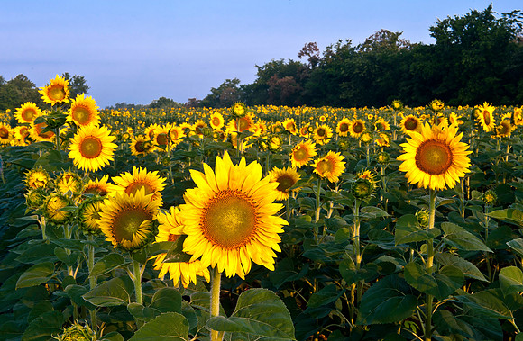 Sunflowers Glowing in Sunrise's Golden Light