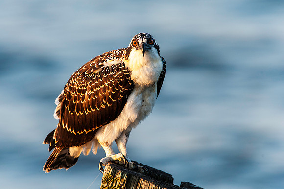 First Chick to Fledge