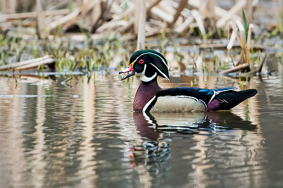 Drake Wood Duck at Huntley Meadows