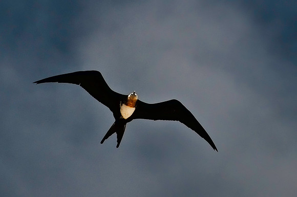 Frigatebird