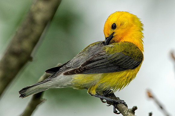 Prothonotary Warbler Preening