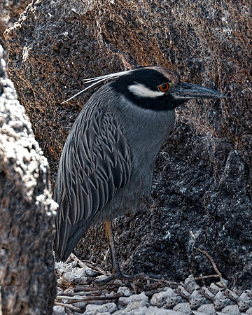 Yellow-Crowned Night Heron
