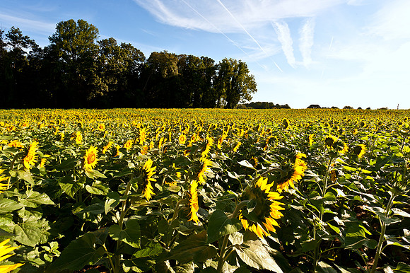 Sunflowers Facing the Sun