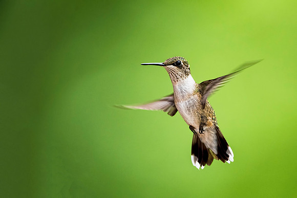 Female Ruby-throated Hummingbird