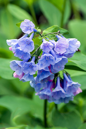 Bluebells at Merrimac Farm Wildlife Management Area