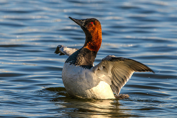 Canvasback Duck