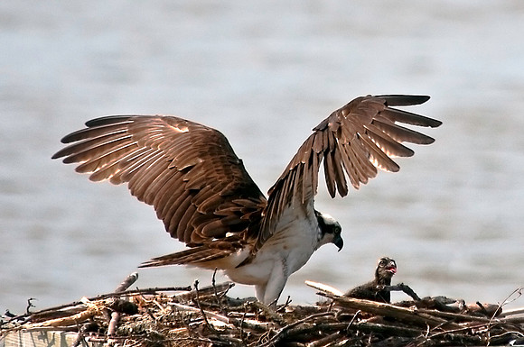 Osprey and Her Chick