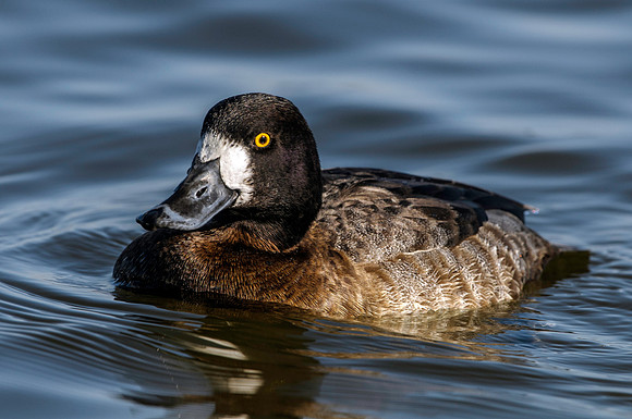 Ring-necked Duck