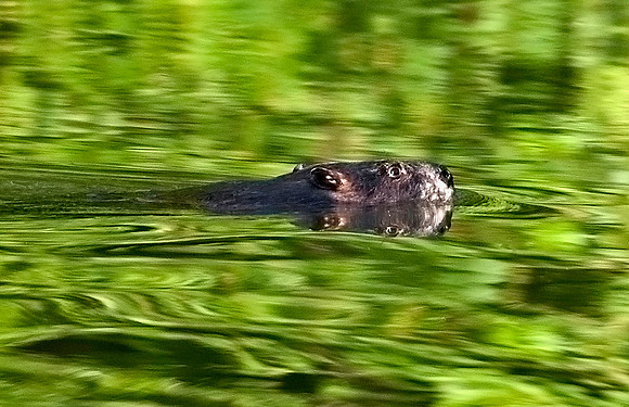 Beaver on Lake Montclair