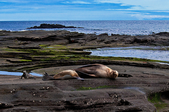 Marine Iguana and Sea Lions