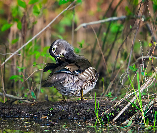 Hen Wood Duck Preening at Huntley Meadows
