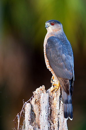 Sharp-shinned Hawk
