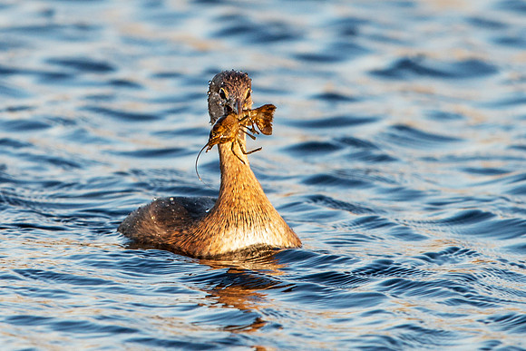 Grebe with Crawfish on Paynes Prairie at Sunset