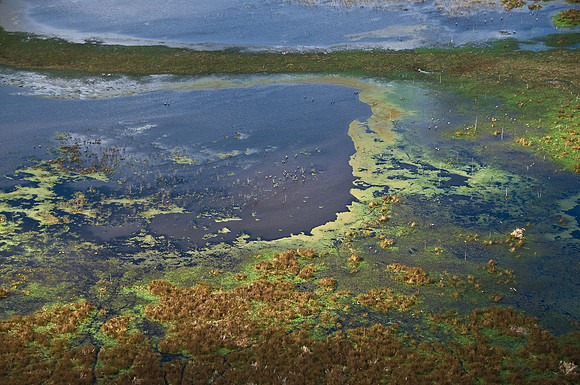 Paynes Prairie