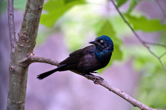 Common Grackle