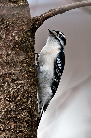Downy Woodpecker