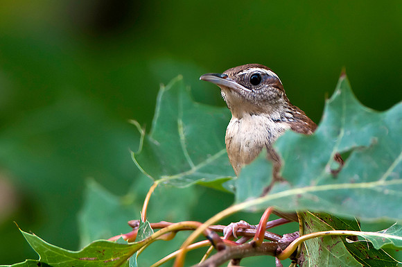 Carolina Wren