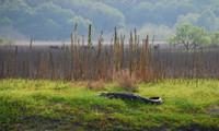 PPPSP Sunrise Gator
