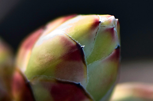 Spring Bud