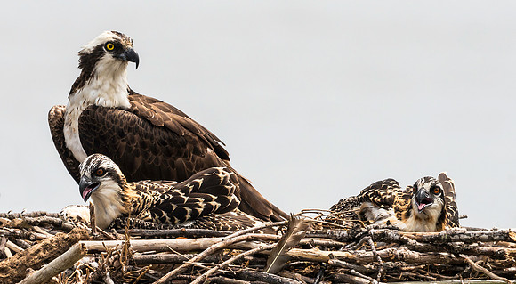 Ospreys at Leesylvania State Park