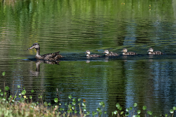 American Black Duck Ducklings