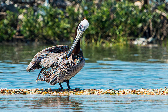 Pelican Preening