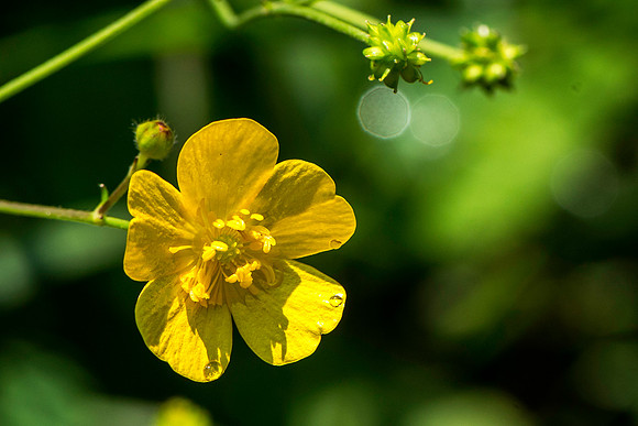 Bolbous Buttercup