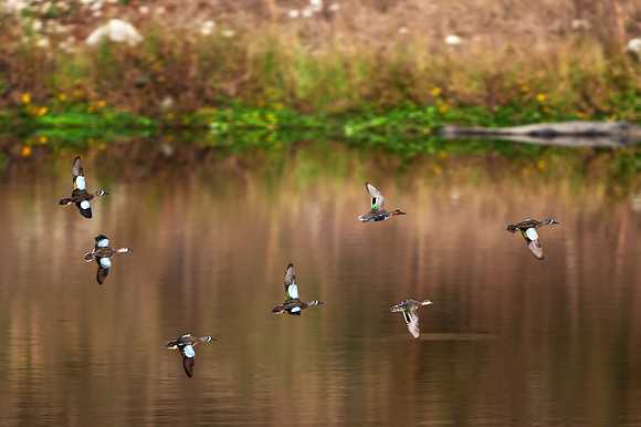 Teals