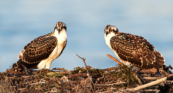 Osprey Chicks Fledging Day