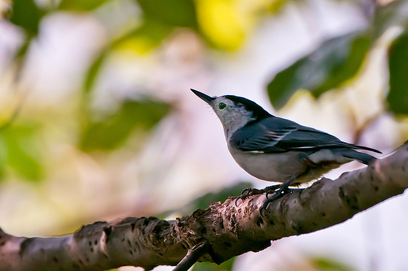 Nuthatch