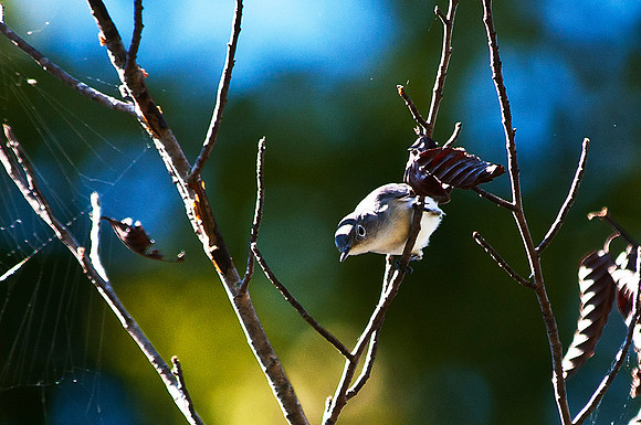 Blue Gray Gnatcatcher