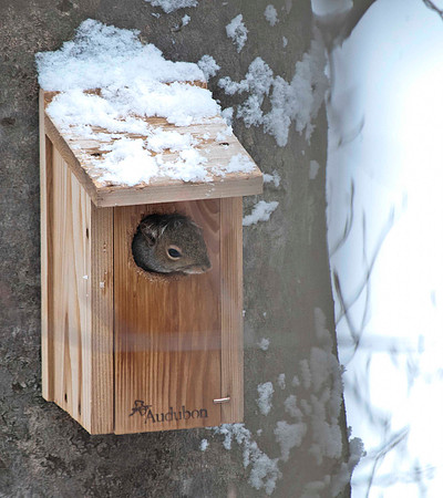 Squirrel Squatter in Our Bird House