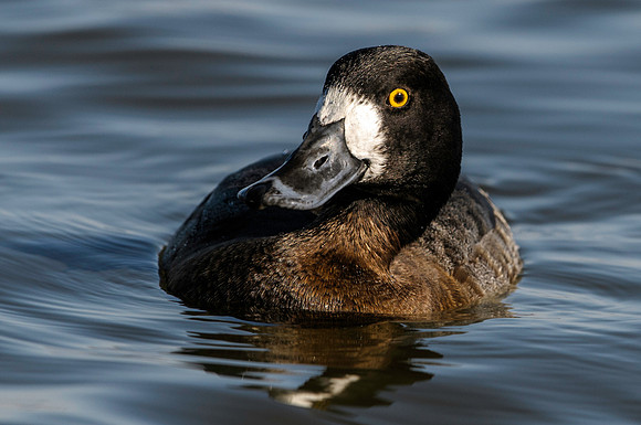 Ring-necked Duck