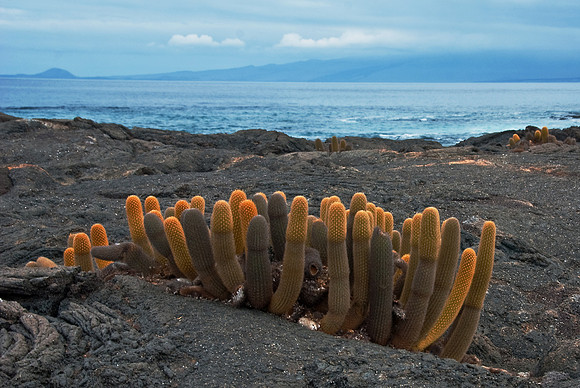 Catus on Fernandina Island