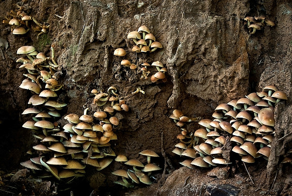 Family of Mushrooms