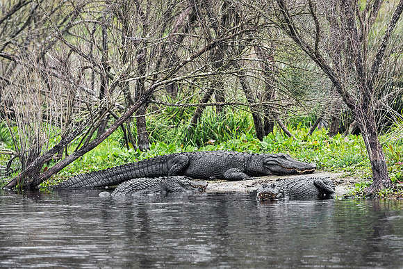 Gators Relaxing on the Prairie