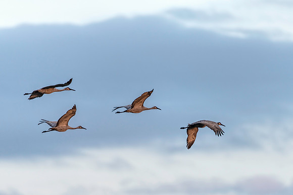 Four Sandhill Cranes at PPSP