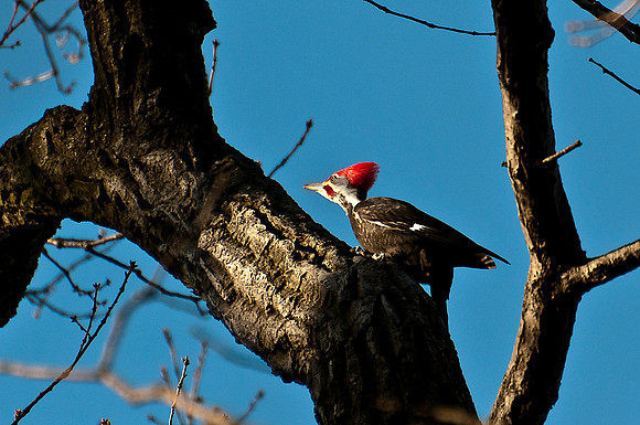 Pileated Woodpecker