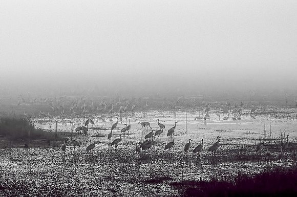 Sandhill Cranes on PPSP in Morning Fog