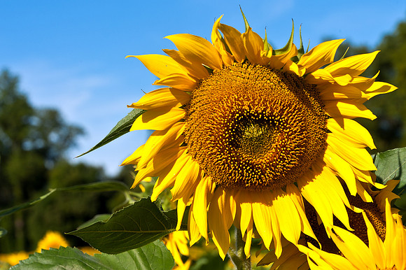 A Bit Wilted